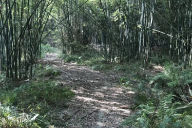 A path in a bamboo forest.