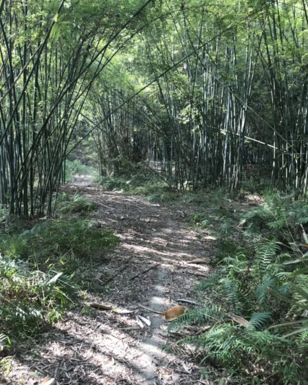 A path in a bamboo forest.