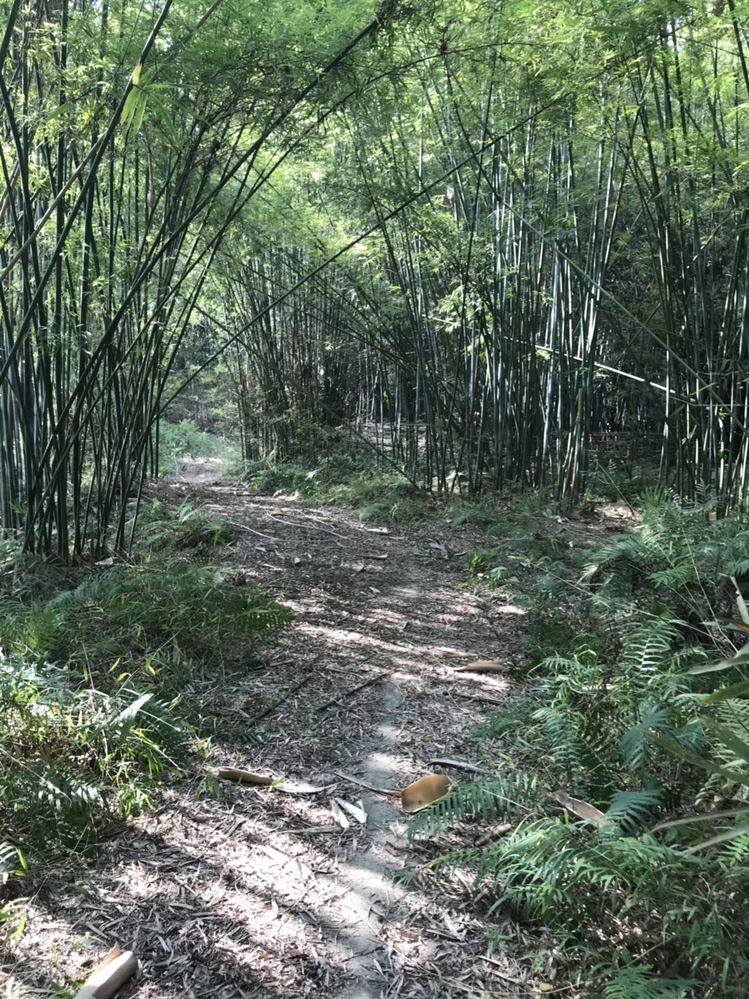 A path in a bamboo forest.